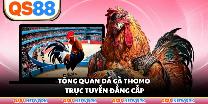 Tổng quan đá gà Thomo trực tuyến đẳng cấp
